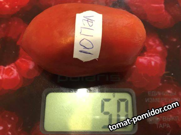 Помидор 10 часов крутится. Подача помидора в 10 месяцев. Tomato 10