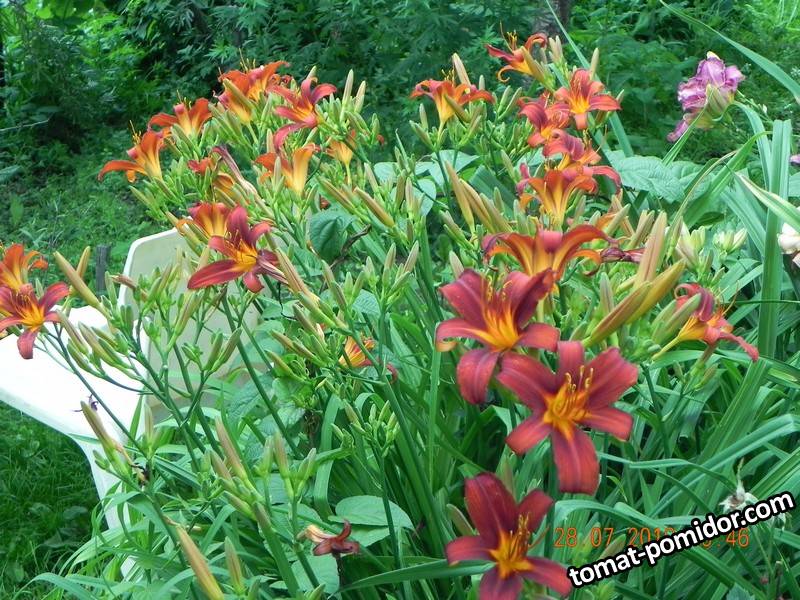 DSCN8458.jpg