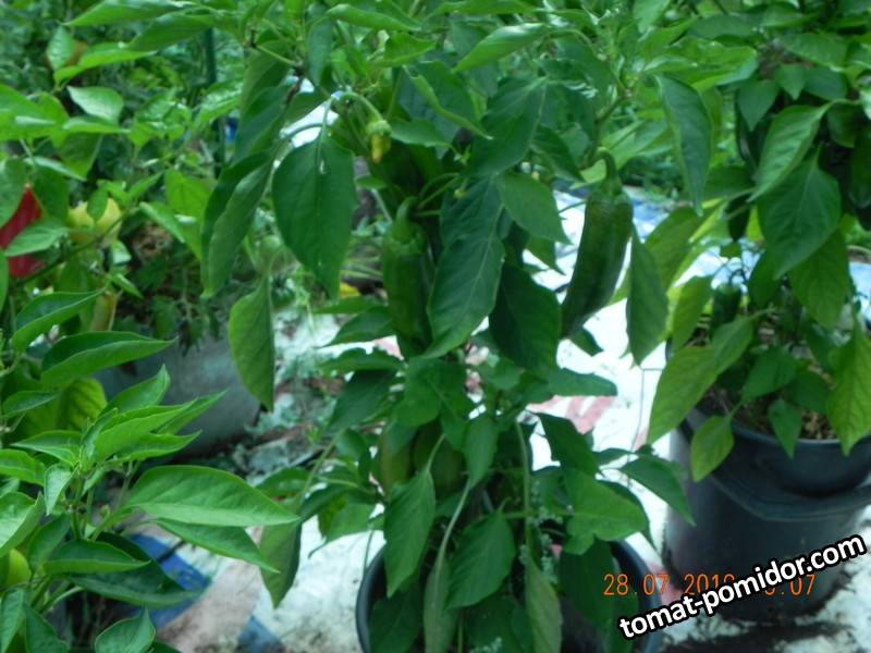 DSCN8506.jpg
