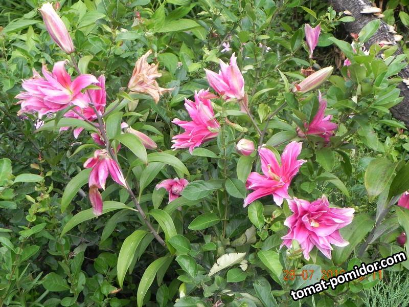 DSCN8522.JPG