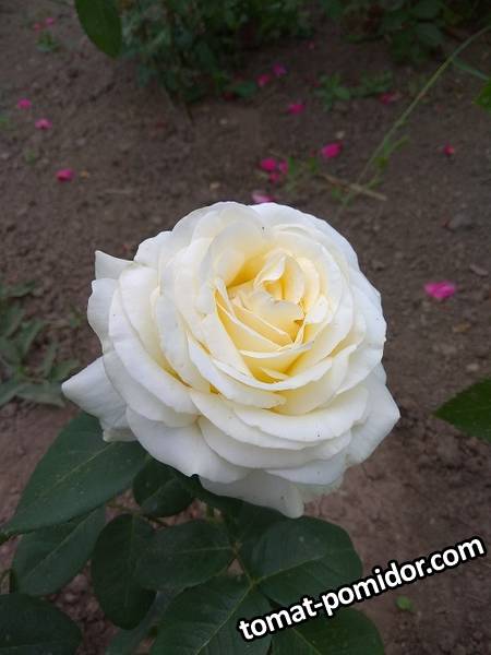 IMG_20190626_151623.jpg