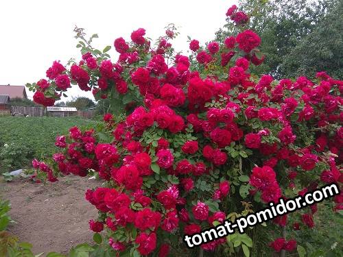 IMG_20190626_151638