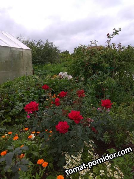 IMG_20190724_112442.jpg