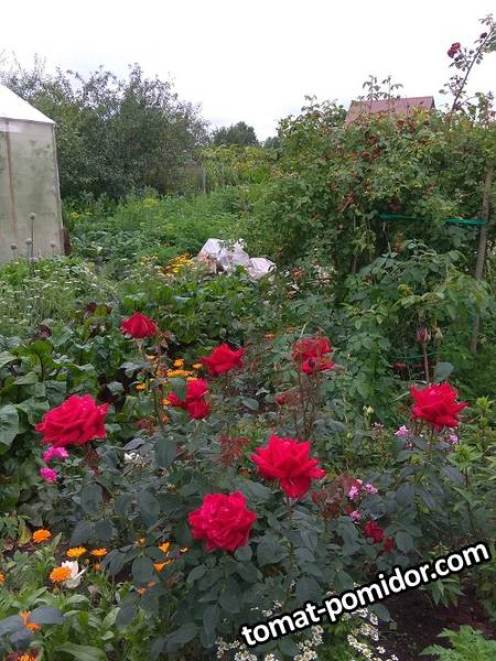 IMG_20190724_112448.jpg