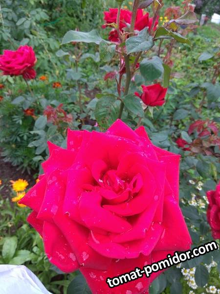 IMG_20190724_140315.jpg