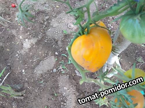 IMG_20190728_140409