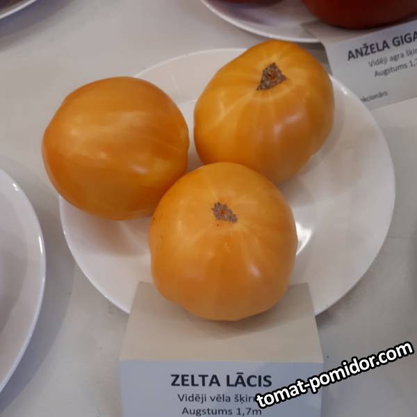 Выставка томатов в Риге 2019 год
