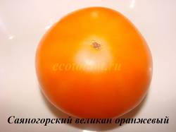 Саяногорский великан оранжевый (2).JPG