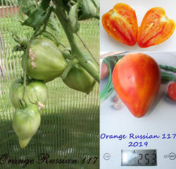 Orange Russian 117.jpg