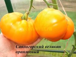 Саяногорский великан оранжевый (1).JPG
