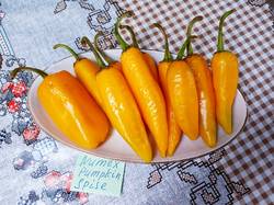 2019-08-17_15-47-45_567 Перец острый NUMEX PUMPKIN SPISE