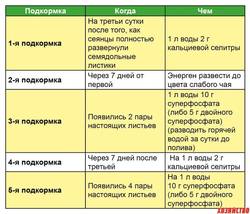 Подкормка томатной рассады