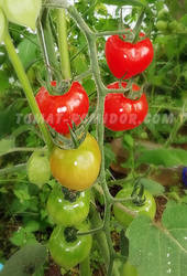 Tomatoberry