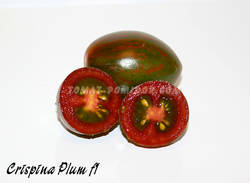 Crispina Plum