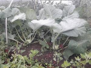 0-02-04-11a0fafce71429394d6633ec8fd8564d1eba6d3b0907b0ea6578640fc4bb2ee7_37ffeed9.thumb.jpg.1121aa6ab2b755c0341870b36e185f8d.jpg