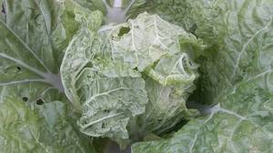 Маноко 22 09 2019 2.jpg