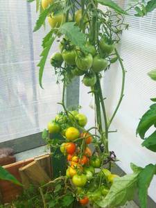 СЕНЬОР ПОМИДОР.jpg