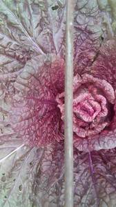 пекинская капуста KS 888 F1.jpg