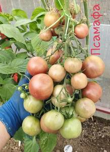 20190921_144616.thumb.jpg.4b7d904a2234d9225642f4dd19889514.jpg