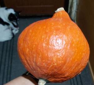 20190924_213311.thumb.jpg.95fddba8e67a45a00f9fc71c857aaef1.jpg