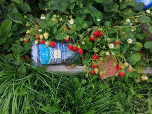 Вивара 02 09 2019.jpg