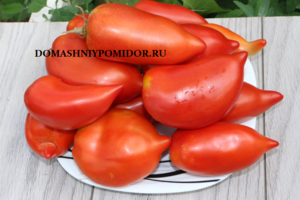 380778532_IIMG_9305.thumb.png.b57be3e622ecc8e35c0dedfe74aaa3b3.png