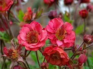 409153633_geumFlamesofPassion.thumb.jpg.1087ea5736ebccd73d2c0a7f5171a09c.jpg
