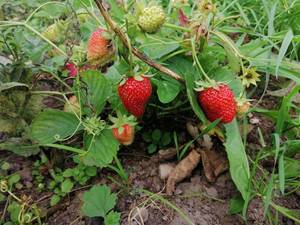 ус Мурано,посаженый 3 недели назад уже с ягодами.jpg