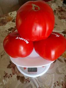 image-2019-09-26 15_50_29.jpg