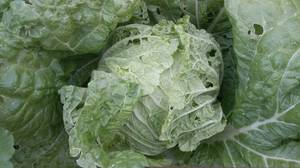 Маноко 22 09 2019.jpg