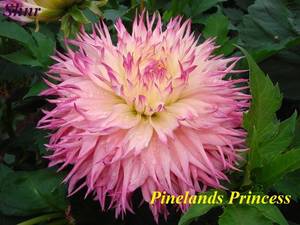 Pinelands Princess.JPG