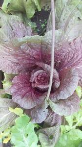 пекинская капуста KS 888 F11.jpg