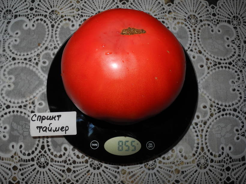 Спринт-таймер - С — сорта томатов - tomat-pomidor.com - отзывы на форуме