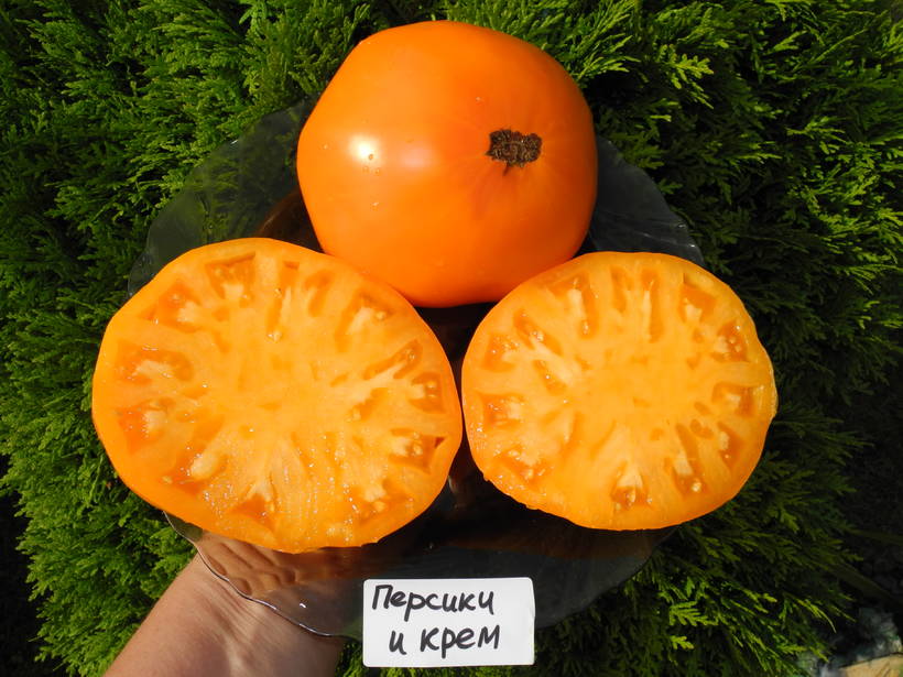 Персики и крем (Peaches and Cream) - П — сорта томатов - tomat-pomidor.com- отзывы на форуме
