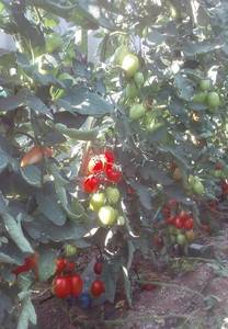 IMG-20190909-WA0000.jpg