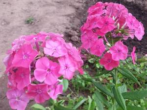 IMG_20190630_172001_028.jpg