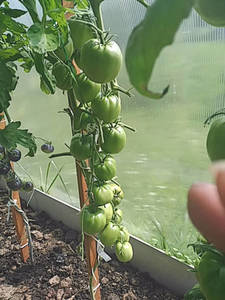 IMG_20190721_134230.thumb.jpg.dd853014c3d6b248a22624e0c0235d6d.jpg