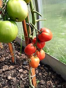 IMG_20190803_140819.thumb.jpg.e59094e4d03f152e2e3c6d4798ce57ff.jpg