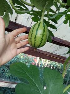 IMG_20190816_174737.thumb.jpg.c82ab683d6db32536eeda9b4e6bb3016.jpg