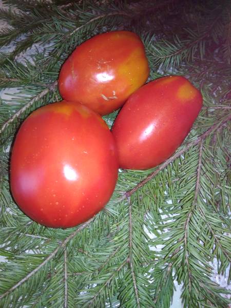 Королевский пингвин - К — сорта томатов - tomat-pomidor.com - отзывы нафоруме