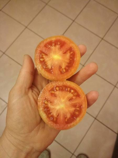 Лонг Кипер - Л — сорта томатов - tomat-pomidor.com - отзывы на форуме