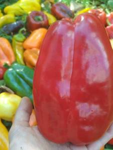 IMG_20190908_141004.jpg
