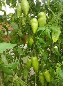 IMG_20190927_102113.thumb.jpg.f5e138cbb4c3e229a91a124882ee35ce.jpg