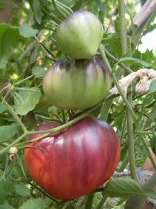 Sgt Pepper tomatoes