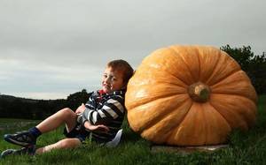 harrogatepumpkin2_2670954k.thumb.jpg.9d9b4f9b9e740b5ff2aea278512726f9.jpg