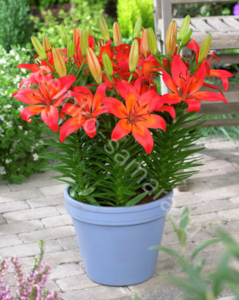 image.thumb.png.7f508274a888f5697cc43a5aa306379a.png