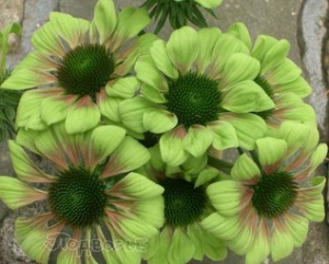 image.thumb.png.b9c0db81a4bb402164bd723709cfa10e.png