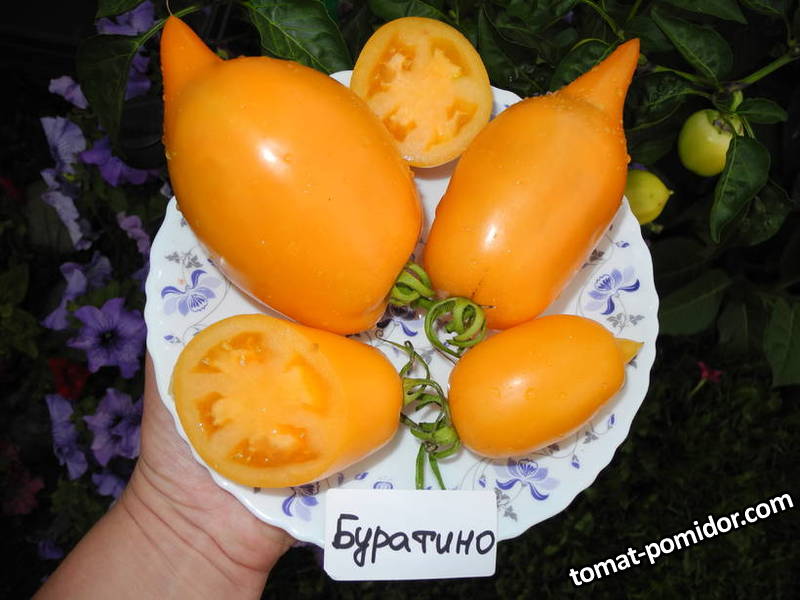 Буратино.JPG