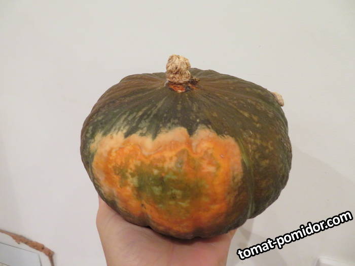 large.miyako26092019.jpg.2b01aa55fe7f14c99abc57569ff5b0c8.jpg