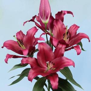 lilium-borrello_ot_new.jpg